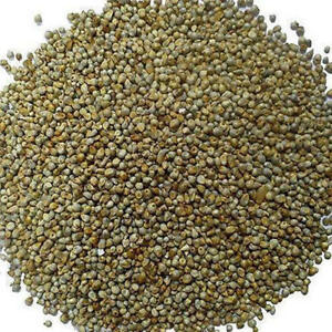 Indian Bajra Millets